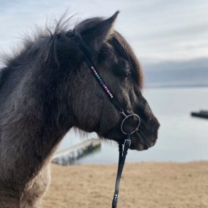 Nakkestykker uden pandebånd