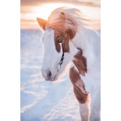 Nakkestykke 1001 nat