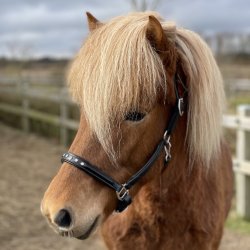 Sort ldergrime med 5 sten