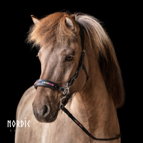 Hackamore Rainbow